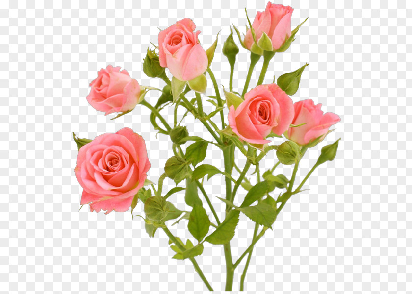 Le Parfum Garden Roses Pink Flowers PNG