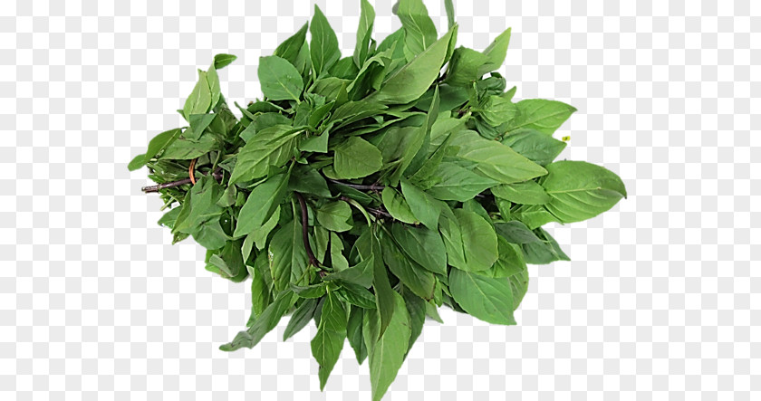 Vegetable Thai Basil Lemon Leaf Herb PNG