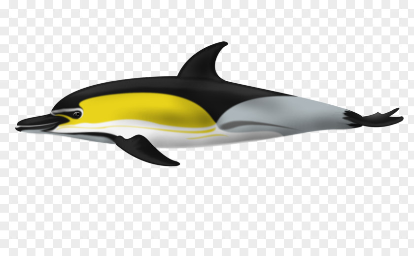 Dolphin Short-beaked Common Tucuxi White-beaked Porpoise Bottlenose PNG