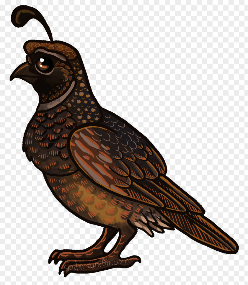Quail Bird Of Prey Beak Hawk Galliformes PNG