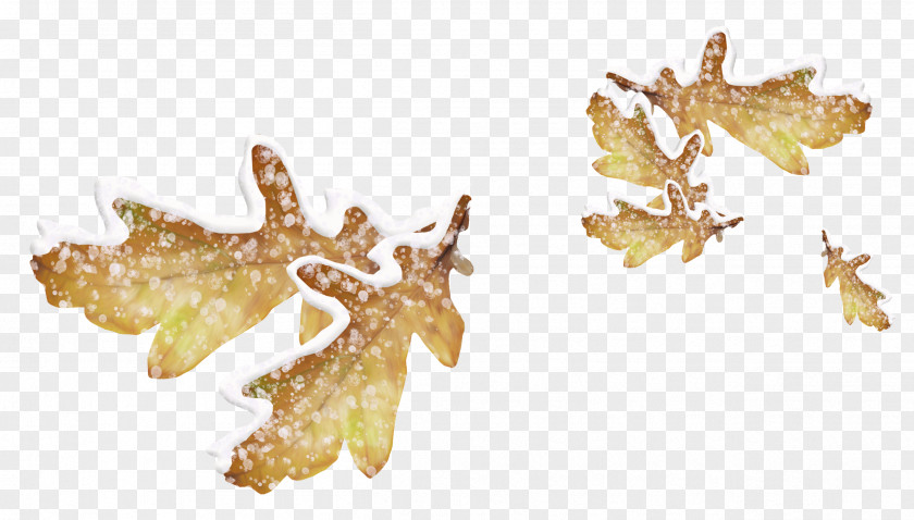 Snow Leaves Leaf Icon PNG