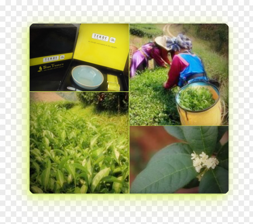 Tea Green Oolong Nepali Biluochun PNG