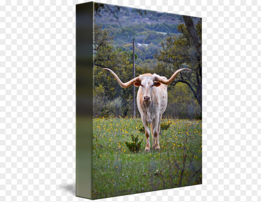 Texas Longhorn Calf English Dairy Cattle Ox PNG