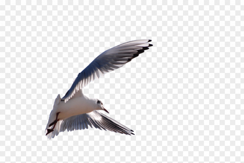 Flying Seagull Gulls Wader Fauna Beak Feather PNG