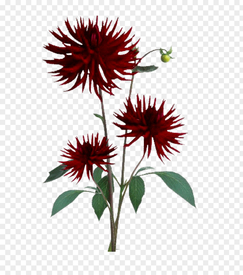 Las Red Texture Dahlia Clip Art PNG