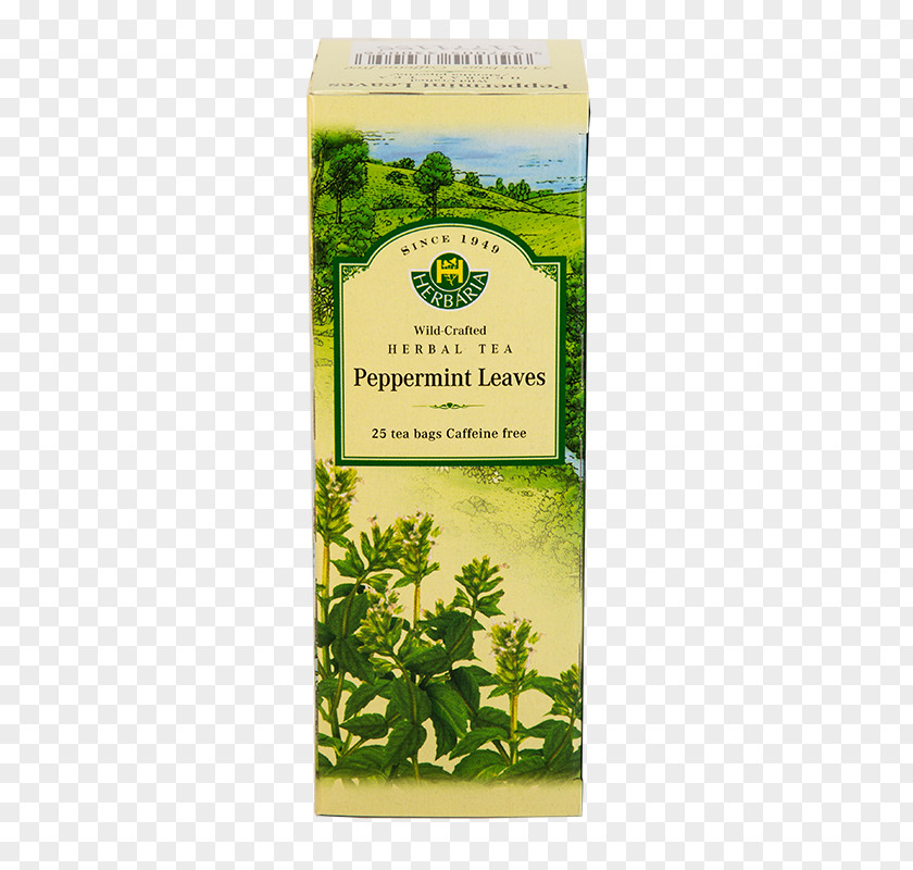 Peppermint Tea Green Herb Bag Pickwick PNG