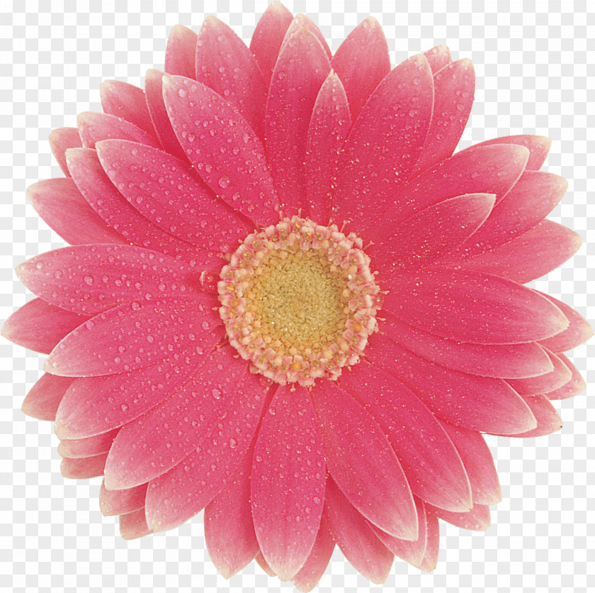 Pink Flower Transvaal Daisy Cut Flowers Yellow Color Clip Art PNG