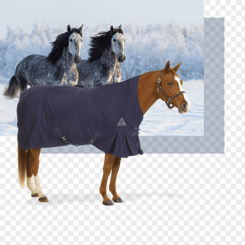 Riding Boots Andalusian Horse Arabian Mustang Gallop Stallion PNG