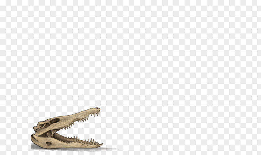 Skull Vitiligo Crocodile Bone Skin PNG