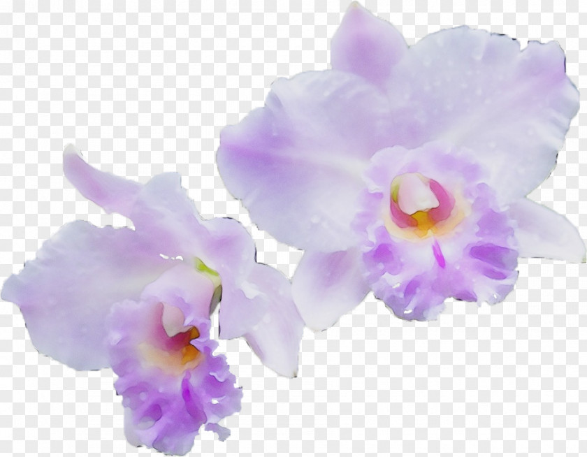 Viola Iris Purple Watercolor Flower PNG
