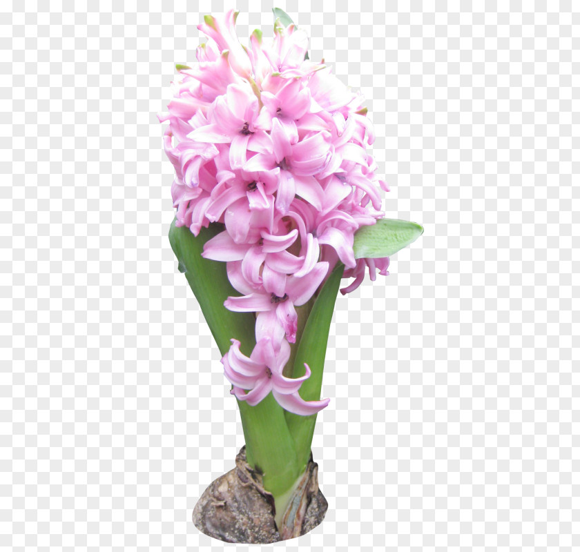 Flower Hyacinth Drawing Image Design PNG