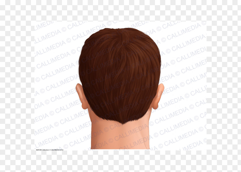 Hair Head Anatomy Skin Man PNG