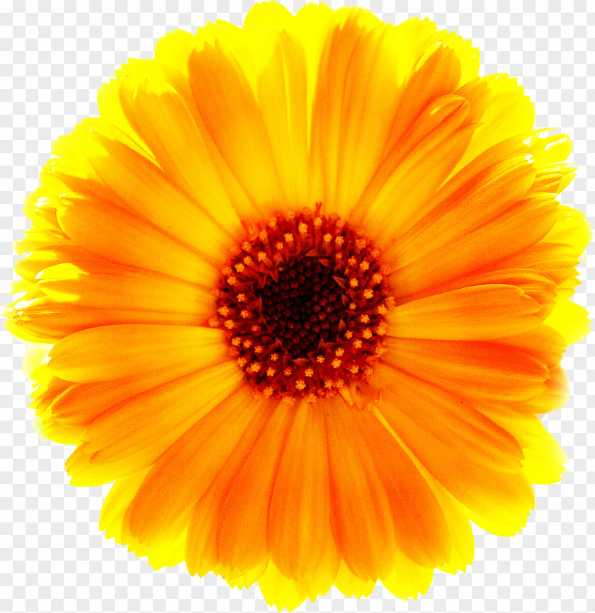 Marigold Free Download Yellow Common Daisy Flower PNG