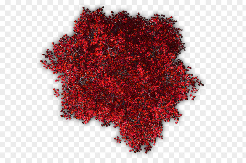 Tree Top Red Maple Twig Japanese PNG