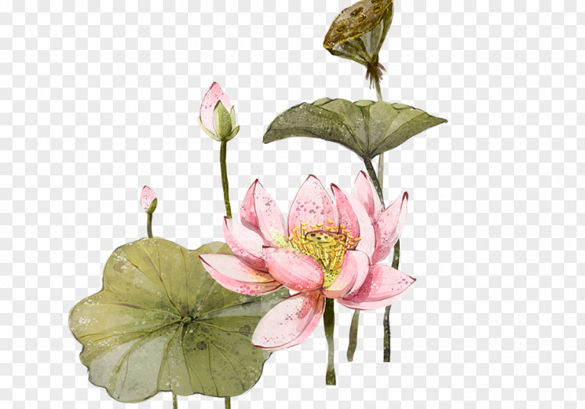 Watercolor Lotus Nelumbo Nucifera 2012 Evora Illustration PNG