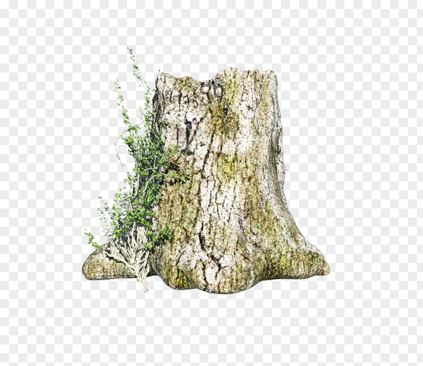 Wood Trunk Tree Pine Leaf PNG
