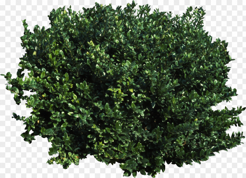 Bushes Tree Shrub Transparency And Translucency Clip Art PNG