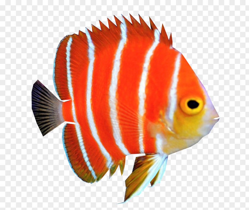 Fish Peppermint Angelfish Coral Reef PNG