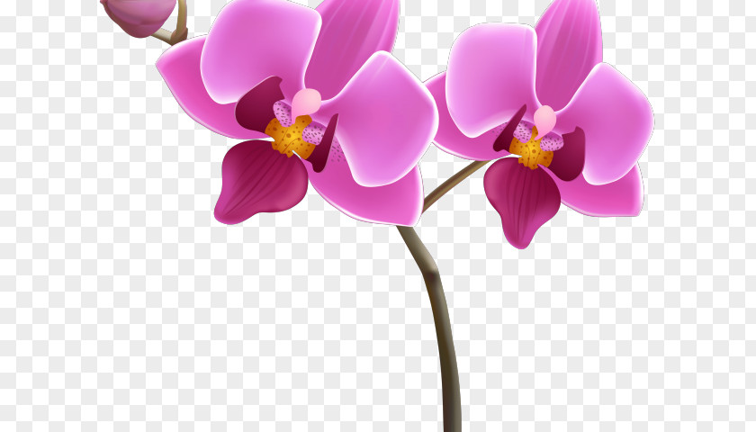 Flowers To Draw Orchid Clip Art Orchids Vector Graphics Transparency PNG