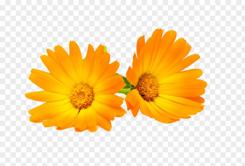 Marigold Flowers HD Pictures Calendula Officinalis Flower Chrysanthemum PNG