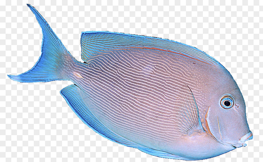 Seafood Bonyfish Fish Blue Sole Pomacanthidae PNG