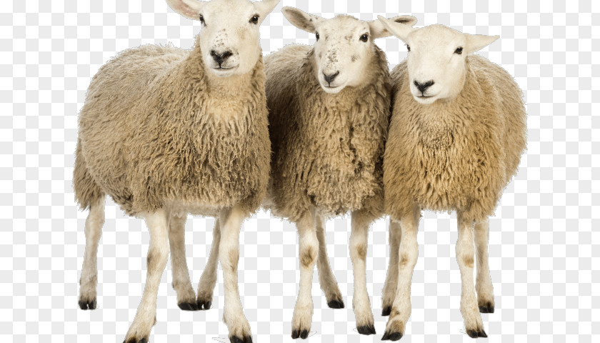 Sheep Transparency Clip Art Image PNG
