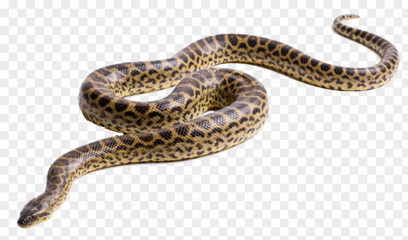 Anaconda Green Snake Clip Art PNG
