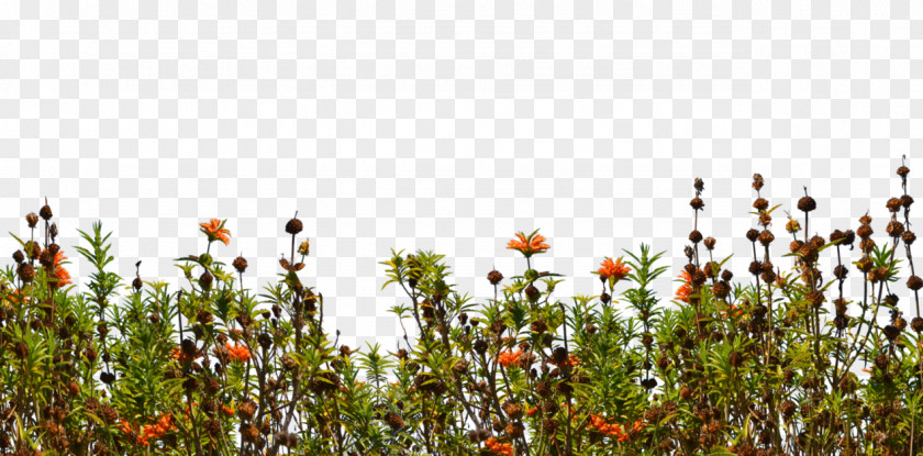 Bushes Groundcover Wildflower Lawn PNG