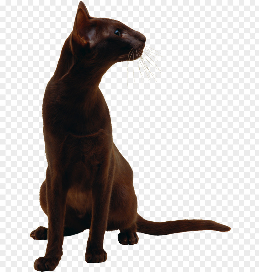 Kitten Black Cat Havana Brown Burmese Bombay Sphynx PNG