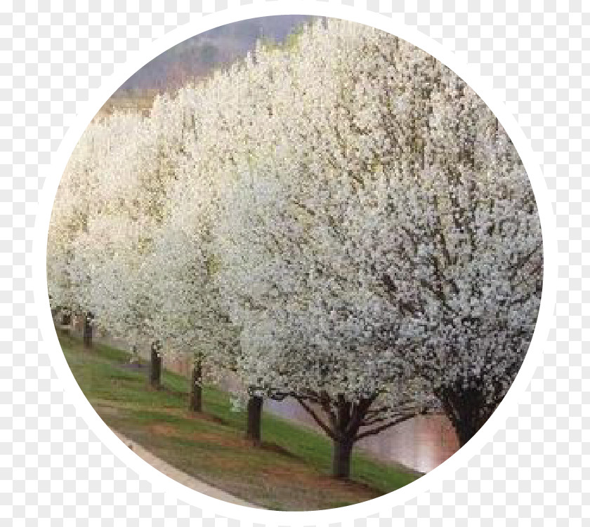 Leaf Specimen Callery Pear Tree Shrub Blossom Pruning PNG