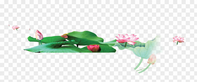 Lotus Petal Graphic Design Flora Illustration PNG