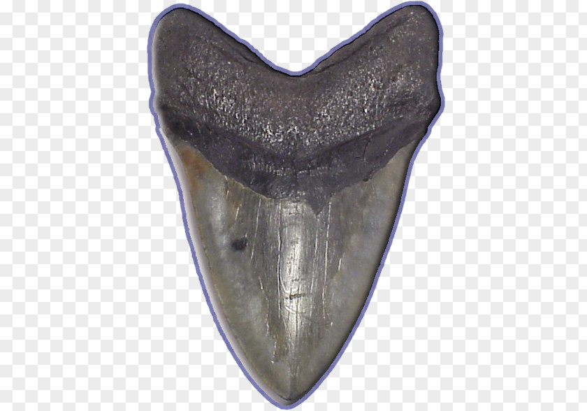 Shark Tooth Megalodon Fossil PNG