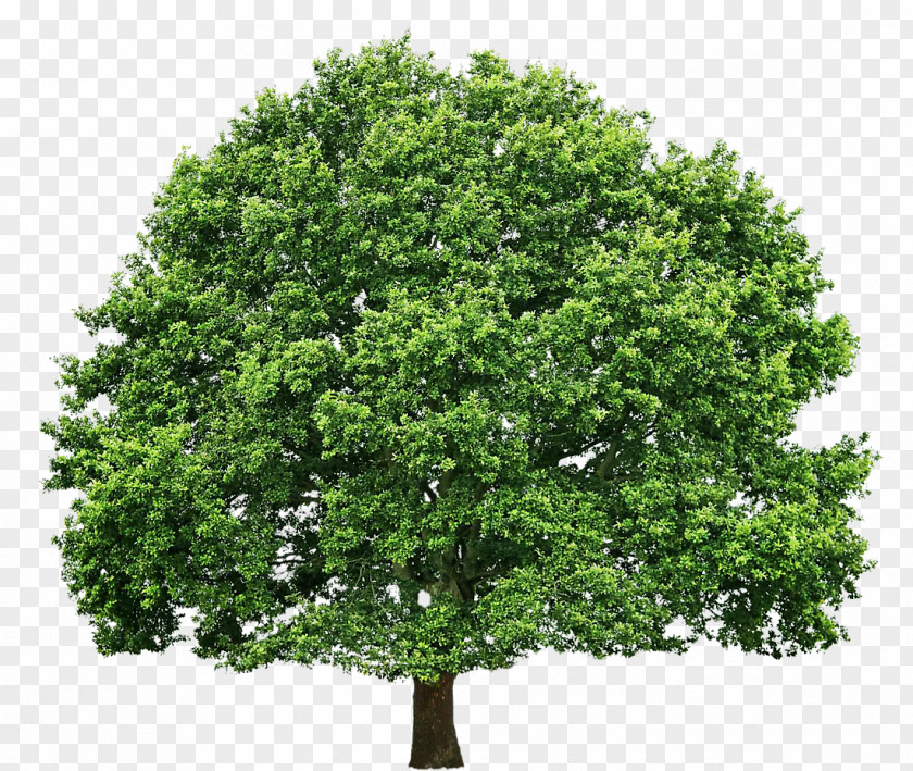Tree Oak Pruning Clip Art PNG