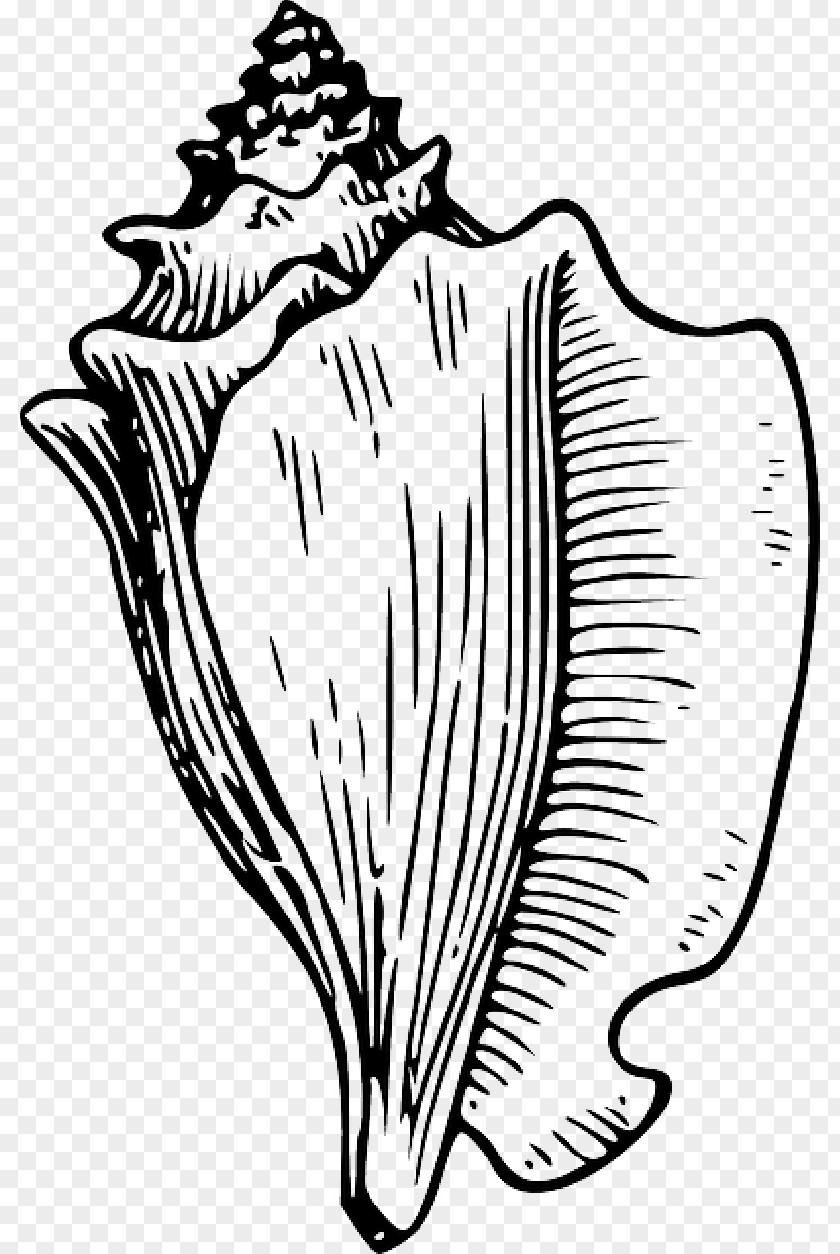 Conch Clip Art Openclipart Free Content Image PNG