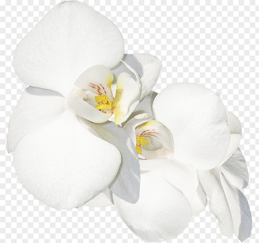Moth Orchids Cut Flowers LiveInternet Diary PNG