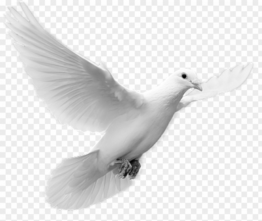 Peace Pigeon God Calvary Christian Church Feminazi PNG