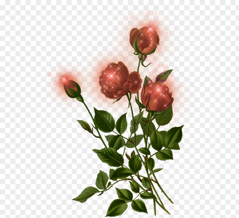 Prickly Rose Rosa Rubiginosa Watercolor Flower Background PNG