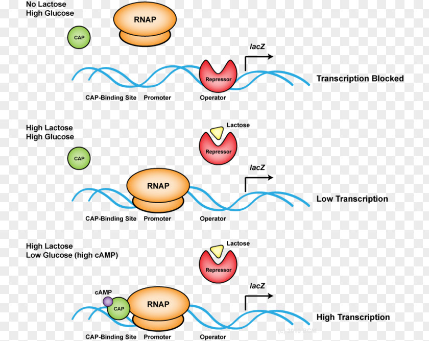 Prokaryotic Large Ribosomal Subunit Nucleotide Transcription DNA Replication RNA PNG