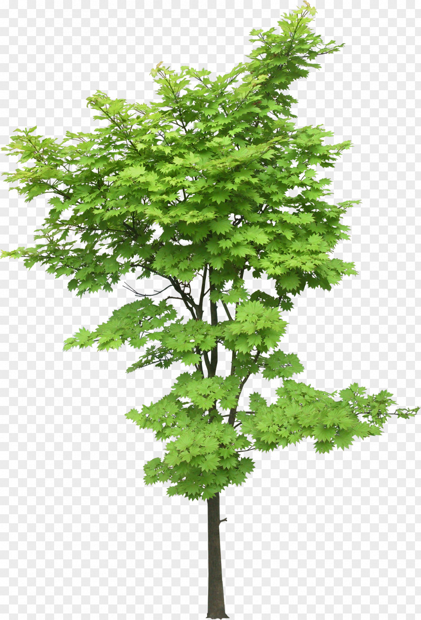 Tree Maple Plant Landscape PNG