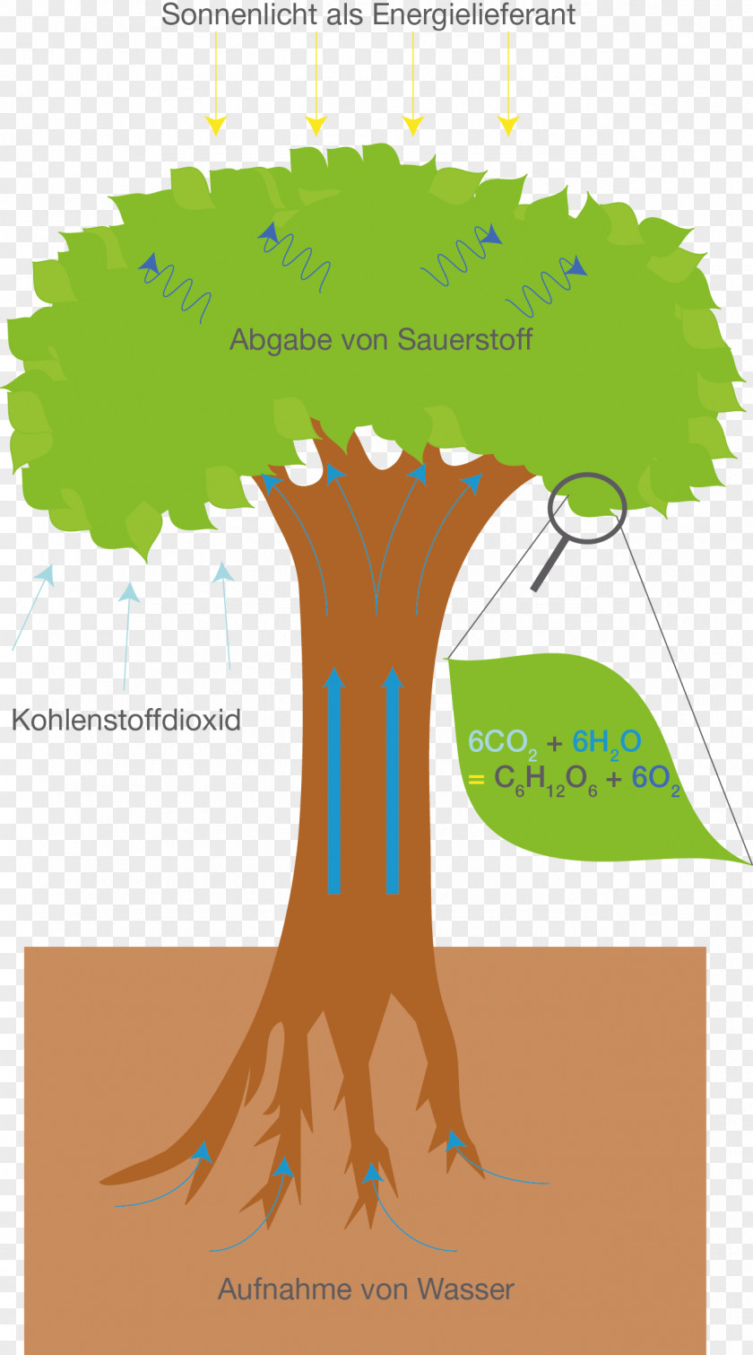 Tree Photosynthesis Cellular Respiration Metabolism Breathing PNG