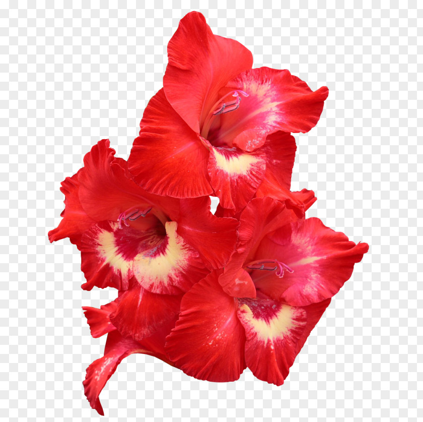 Gladiolus Red Flower Bulb Yellow PNG