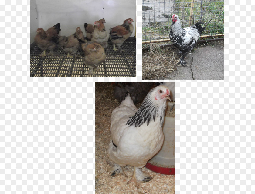 Green Legged Partridge Hen Rooster Fauna Chicken As Food Beak PNG