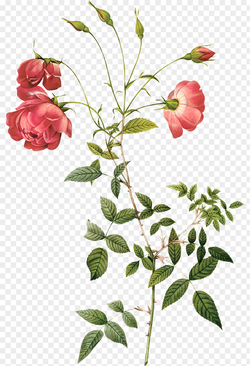 Painting Cabbage Rose Pierre-Joseph Redouté (1759-1840) Hybrid Tea Botany Botanical Illustration PNG