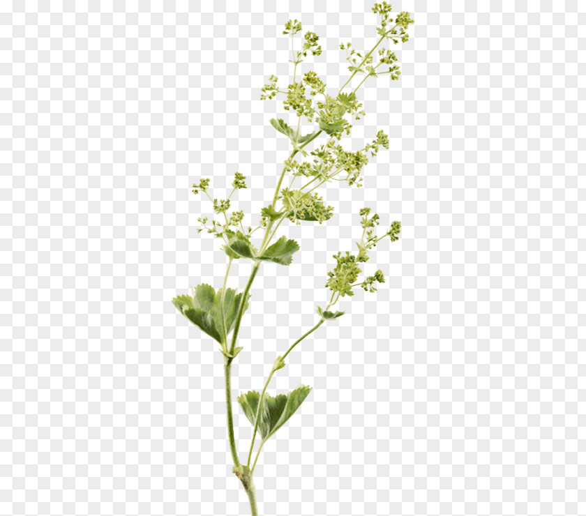 Potted Plant Illustration Extract Perforate St John's-wort Herbalism Twig PNG