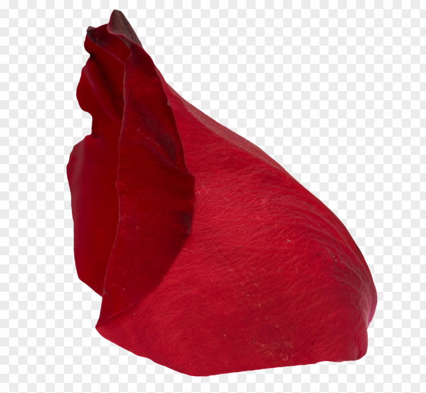 Rose Petal Image Red Video PNG