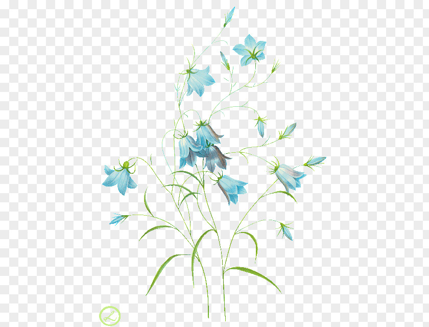 Common Bluebell Harebell Watercolor Painting Clip Art PNG