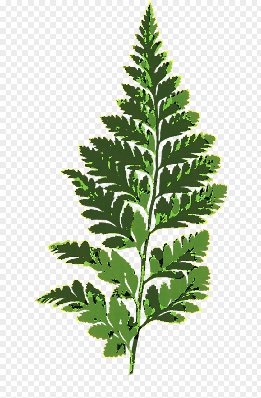 Leaf Fern Vascular Plant PNG