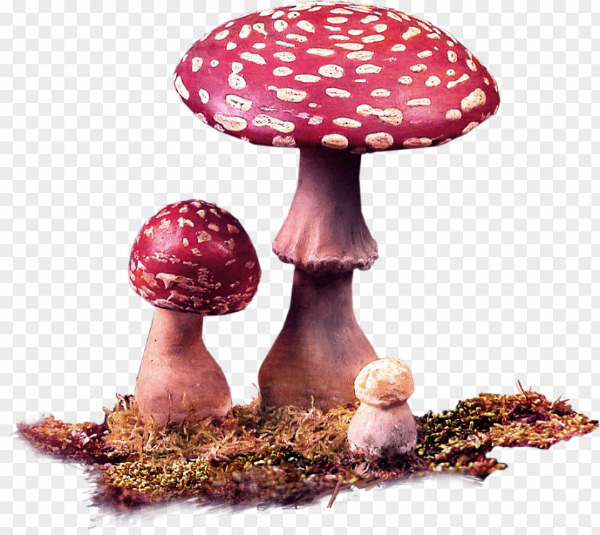 Mushroom Moss Decoration Pattern Edible Fungus Red PNG