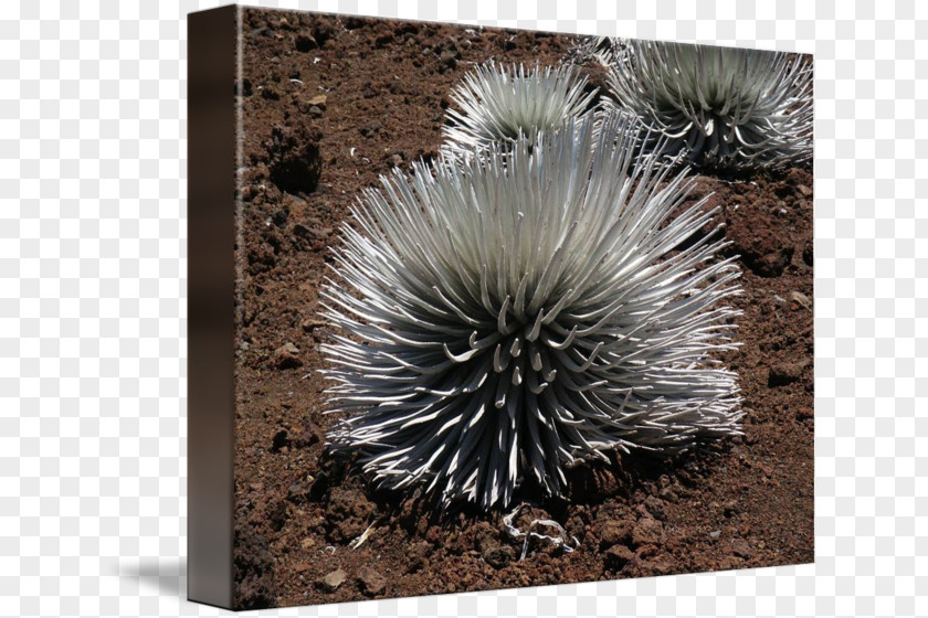 Watercolor Succulent Echidna Porcupine Plant Monotreme PNG