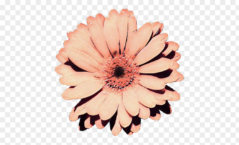 Zinnia African Daisy Flowers Background PNG